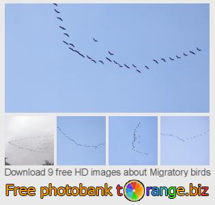images free photo bank tOrange offers free photos from the section:  migratory-birds