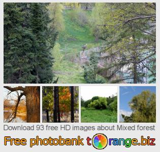 images free photo bank tOrange offers free photos from the section:  mixed-forest