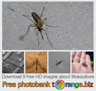 images free photo bank tOrange offers free photos from the section:  mosquitoes