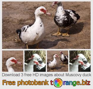 images free photo bank tOrange offers free photos from the section:  muscovy-duck