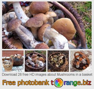 images free photo bank tOrange offers free photos from the section:  mushrooms-basket