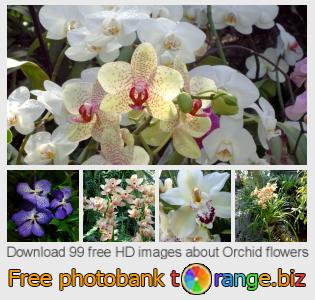 images free photo bank tOrange offers free photos from the section:  orchid-flowers