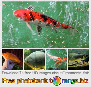 images free photo bank tOrange offers free photos from the section:  ornamental-fish