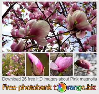 images free photo bank tOrange offers free photos from the section:  pink-magnolia