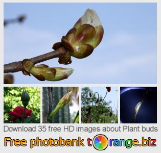 images free photo bank tOrange offers free photos from the section:  plant-buds