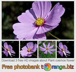 images free photo bank tOrange offers free photos from the section:  plant-cosmos-flower