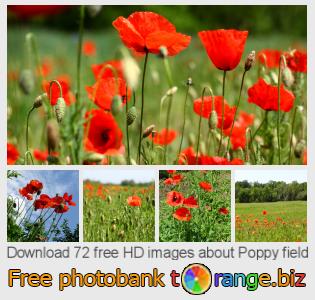 images free photo bank tOrange offers free photos from the section:  poppy-field