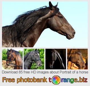 images free photo bank tOrange offers free photos from the section:  portrait-horse