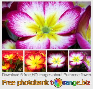 images free photo bank tOrange offers free photos from the section:  primrose-flower