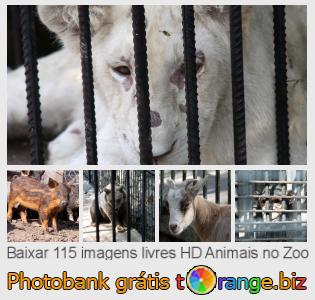 Banco de imagem tOrange oferece fotos grátis da seção:  animais-no-zoo