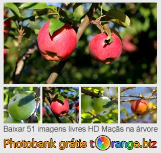 Banco de imagem tOrange oferece fotos grátis da seção:  maçãs-na-árvore