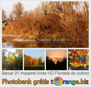 Banco de imagem tOrange oferece fotos grátis da seção:  floresta-do-outono