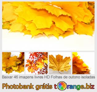 Banco de imagem tOrange oferece fotos grátis da seção:  folhas-de-outono-isoladas