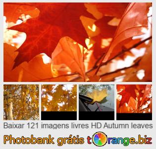 Banco de imagem tOrange oferece fotos grátis da seção:  folhas-de-outono