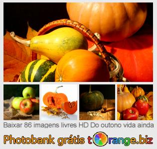 Banco de imagem tOrange oferece fotos grátis da seção:  do-outono-vida-ainda