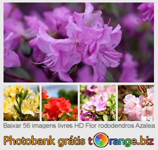 Banco de imagem tOrange oferece fotos grátis da seção:  flor-rododendros-azalea