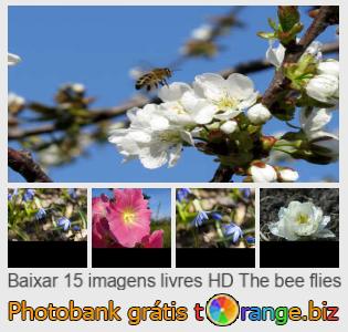 Banco de imagem tOrange oferece fotos grátis da seção:  as-moscas-de-abelhas