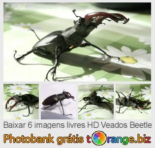 Banco de imagem tOrange oferece fotos grátis da seção:  veados-beetle