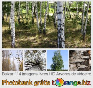 Banco de imagem tOrange oferece fotos grátis da seção:  árvores-de-vidoeiro