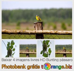 Banco de imagem tOrange oferece fotos grátis da seção:  bunting-pássaro