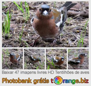 Banco de imagem tOrange oferece fotos grátis da seção:  tentilhões-de-aves