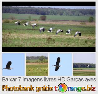 Banco de imagem tOrange oferece fotos grátis da seção:  garças-aves