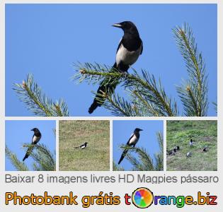 Banco de imagem tOrange oferece fotos grátis da seção:  magpies-pássaro