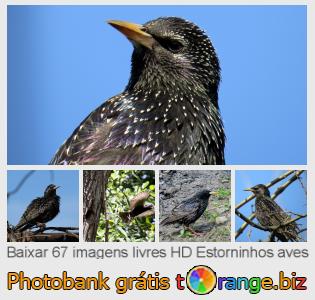 Banco de imagem tOrange oferece fotos grátis da seção:  estorninhos-aves