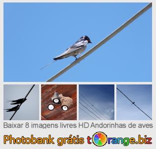 Banco de imagem tOrange oferece fotos grátis da seção:  andorinhas-de-aves