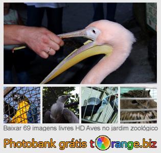 Banco de imagem tOrange oferece fotos grátis da seção:  aves-no-jardim-zoológico