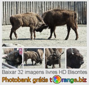 Banco de imagem tOrange oferece fotos grátis da seção:  bisontes