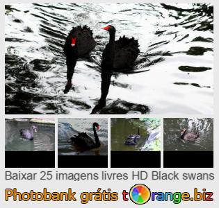 Banco de imagem tOrange oferece fotos grátis da seção:  cisnes-negros
