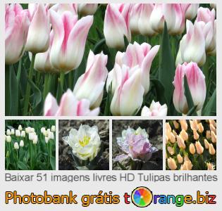 Banco de imagem tOrange oferece fotos grátis da seção:  tulipas-brilhantes