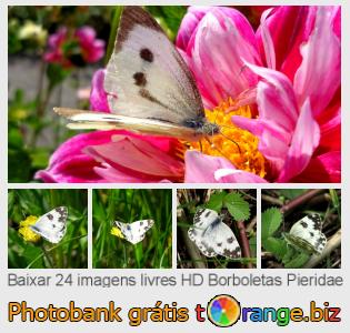 Banco de imagem tOrange oferece fotos grátis da seção:  borboletas-pieridae