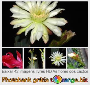 Banco de imagem tOrange oferece fotos grátis da seção:  as-flores-dos-cactos