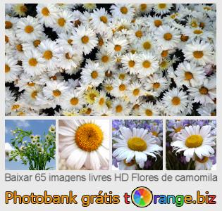 Banco de imagem tOrange oferece fotos grátis da seção:  flores-de-camomila