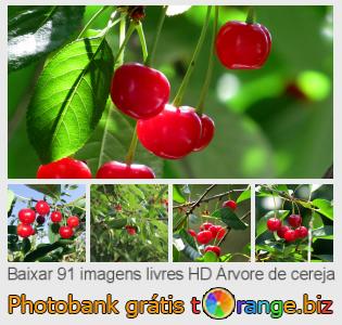 Banco de imagem tOrange oferece fotos grátis da seção:  árvore-de-cereja