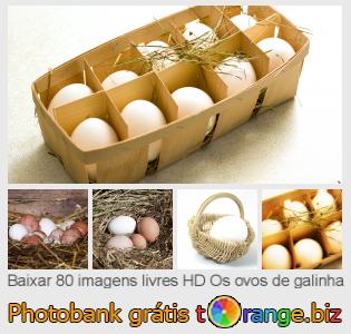 Banco de imagem tOrange oferece fotos grátis da seção:  os-ovos-de-galinha