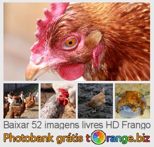 Banco de imagem tOrange oferece fotos grátis da seção:  frango