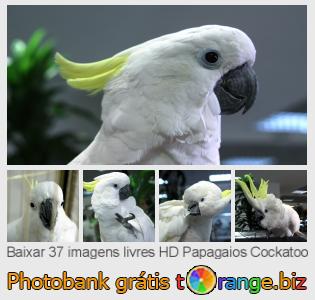 Banco de imagem tOrange oferece fotos grátis da seção:  papagaios-cockatoo