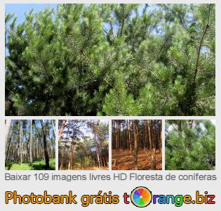 Banco de imagem tOrange oferece fotos grátis da seção:  floresta-de-coníferas