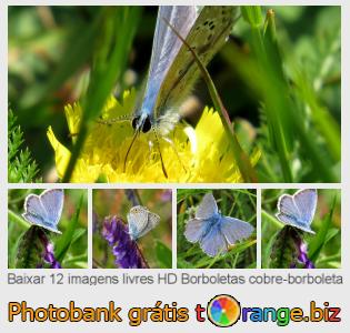 Banco de imagem tOrange oferece fotos grátis da seção:  borboletas-cobre-borboleta