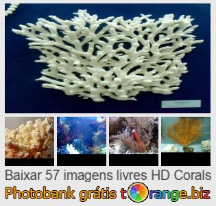 Banco de imagem tOrange oferece fotos grátis da seção:  corais