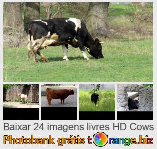 Banco de imagem tOrange oferece fotos grátis da seção:  vacas