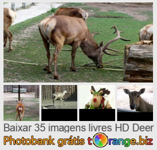 Banco de imagem tOrange oferece fotos grátis da seção:  cervo