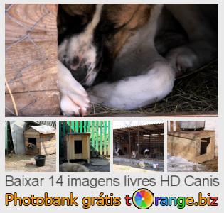 Banco de imagem tOrange oferece fotos grátis da seção:  canis