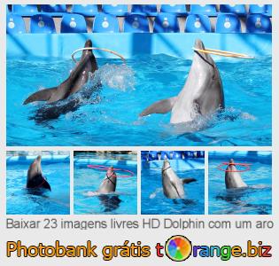 Banco de imagem tOrange oferece fotos grátis da seção:  dolphin-com-um-aro
