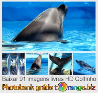 Banco de imagem tOrange oferece fotos grátis da seção:  golfinho