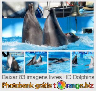 Banco de imagem tOrange oferece fotos grátis da seção:  dolphins