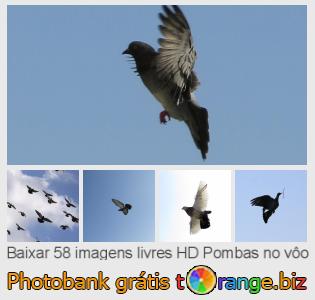 Banco de imagem tOrange oferece fotos grátis da seção:  pombas-no-vôo